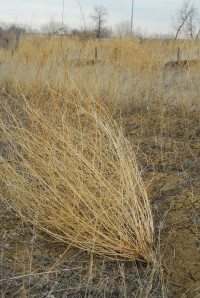 This is a tumbleweed...